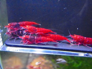 Golden-shrimp　　レッドダイヤゴールデンアイ ハイグレード5ペアセット　発送日は金土日のみ