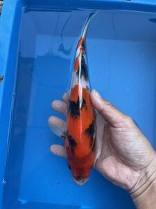 5匹まで同梱可　錦鯉　2歳　上野養魚場産　昭和三色　27㎝ オス