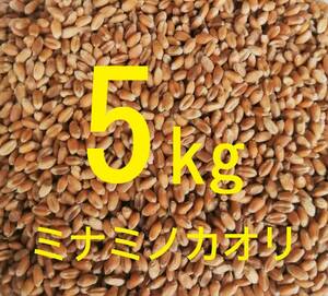 ◎ミナミノカオリ (粒 丸麦 玄麦) ５kg 農薬不使用 常温送風乾燥 パン用小麦 令和5年産 新麦【送料込み】