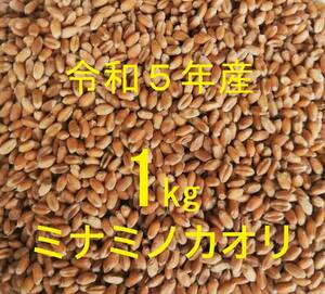 ◆ミナミノカオリ (粒 丸麦 玄麦) 1kg 農薬不使用 常温乾燥 パン用小麦 令和5年産 新麦【送料込み】