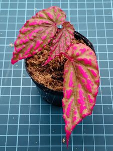 ②ベゴニア ネグロセンシス Begonia negrosensis 【ベゴニア パルダリウム テラリウム アルゴステマ 苔 ジュエルオーキッド】