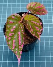 ②ベゴニア ネグロセンシス Begonia negrosensis 【ベゴニア パルダリウム テラリウム アルゴステマ 苔 ジュエルオーキッド】_画像1