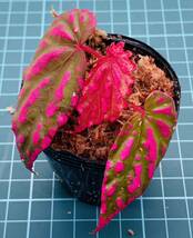 ①ベゴニア ネグロセンシス Begonia negrosensis 【ベゴニア パルダリウム テラリウム アルゴステマ 苔 ジュエルオーキッド】_画像1