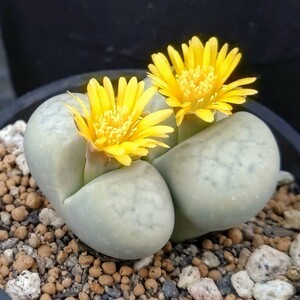 【自家採種“種子”/100粒】Lithops francisci (C 140)/リトープス・フランキスキ/古典玉//多肉植物/メセン