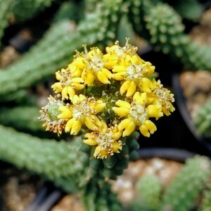 【自家採種“種子”/5粒】Euphorbia huttoniae (Grahamstown, RSA)/ユーフォルビア・フットニアエ//多肉植物/イネルミス