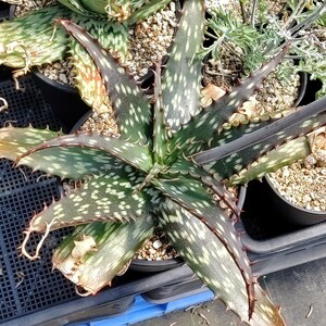 【自家採種“種子”/100粒】Aloe greatheadii (Rustenburg, RSA)//アロエ/多肉植物