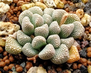 【自家採種“種子”/30粒】Titanopsis primosii (EA 3996)/チタノプシス・プリモシー/天女影//多肉植物