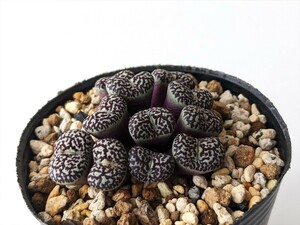 ウィッテベルゲンセ Conophytum minimum Wittebergense Klipfontein ① コノフィツム 多肉植物