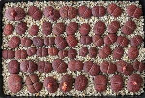 Lithops lesliei v.hornii x Fred's Redhead リトープス 多肉植物 59頭