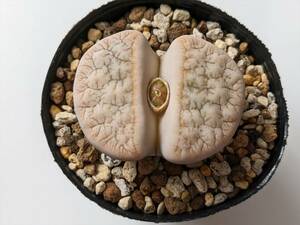 荒玉 Lithops gracilidelinrata C309 リトープス 多肉植物 ③