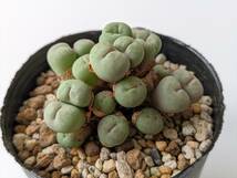 ブレべ Conophytum breve Koornhuis ① コノフィツム 多肉植物_画像3