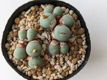 ブレべ Conophytum breve SB1136 コノフィツム 多肉植物_画像2