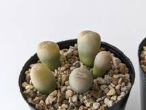 翠蛾 Lithops steineckeana 10H リトープス 多肉植物_画像4