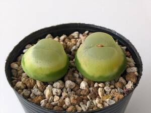 ラツム Conophytum ratum SH1200 コノフィツム 多肉植物 ③