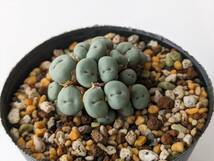 パゲアエ Conophytum pageae PV1380 コノフィツム 多肉植物_画像6