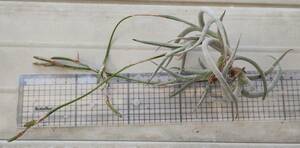 Tillandsia myosura giant form great shape (grande forme)　原種　チランジア ミオスラ　エアープランツ　着生植物　ティランジア