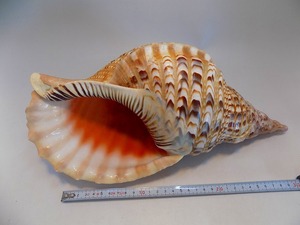 ☆天然貝殻　法螺貝/ほら貝/ホラ貝　幅３６ｃｍ重さ７７０ｇ　きずあり現状渡し