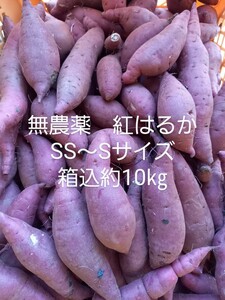 ☆山口県産　無農薬　紅はるか　SS ～Sサイズ　箱込10㎏☆