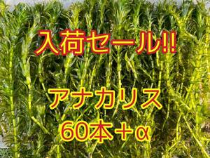 ☆ポストにお届け アナカリス（オオカナダモ）約20cm 60本＋α アクアリウム ビオトープ メダカ ザリガニ 餌