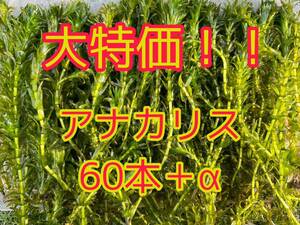 ポスト投函可 大特価アナカリス（オオカナダモ）約20cm 60本＋α メダカ ザリガニ 水草