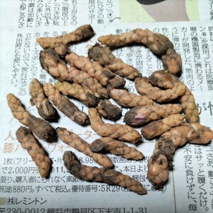 ②オキザリス 紫の舞 　トライアングラリス　球根20個　送料無料