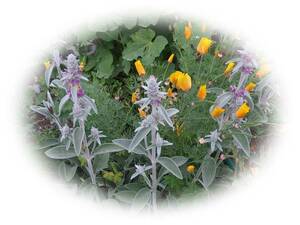 ラムズイヤー　10粒 　ドライフラワーに　種 花が大好き　5年自家採取　耐寒性多年草