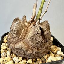 アフリカ 亀甲竜 実生 5.5㎝超 ディオスコレア エレファンティペス Dioscorea elephantipes コーデックス パキポディウム グラキリス _画像7