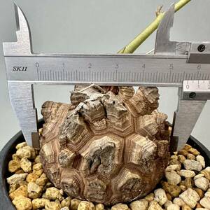 アフリカ 亀甲竜 実生 5.5㎝超 ディオスコレア エレファンティペス Dioscorea elephantipes コーデックス パキポディウム グラキリス 