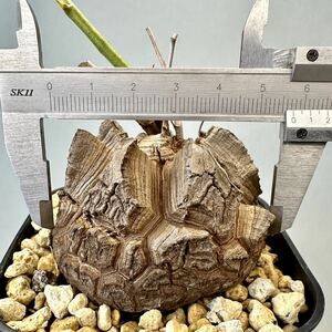 アフリカ 亀甲竜 実生 5.5㎝超 ディオスコレア エレファンティペス Dioscorea elephantipes コーデックス パキポディウム グラキリス 