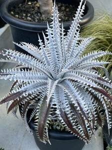 Dyckia 'Bill Baker×Bangkok Star' 子株活着苗　　ディッキア　ブロメリア　エアプランツ　1