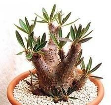 【種子】パキポディウム　デンシフローラム(シバ女王の玉櫛)　Pachypodium densiflorum 種子20粒【送料無料】