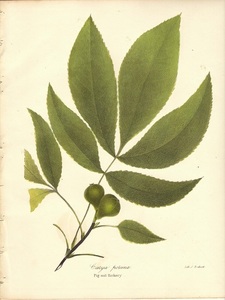 1840年代　アンティークボタニカルアート　ニューヨーク植物誌　ピグナットヒッコリー　クルミ科　ペカン属　樹木　葉っぱ　