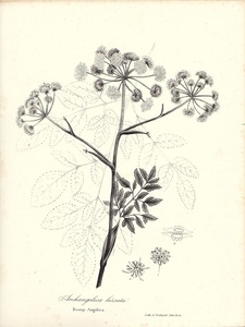 1840年代　アンティークボタニカルアート　ニューヨーク植物誌　セリ科植物　アンジェリカ
