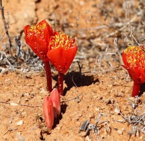 160珍奇植物 Haemanthus crispusハエマンサス クリスパス 極上美株