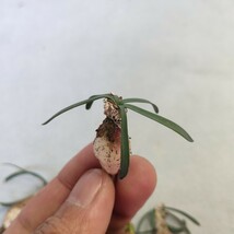 161珍奇植物 新種 Gethyllis lata subsp.lata G属 5株同梱_画像4