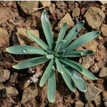 161珍奇植物 新種 Gethyllis lata subsp.lata G属 5株同梱_画像1