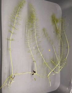 Utricularia floridana (ウトリクラリア フロリダーナ) 【食虫植物 タヌキモ 水草 アクアリウム 山野草】