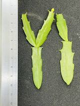 【希少】シャコバサボテン 天使の舞 純白 茎節2本[デンマークカクタス アガベ パキプス Schlumbergera Epiphyllum リプサリス]◆送料230円_画像2