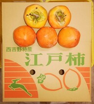 感謝祭！産地限定　江戸柿5L特大サイズ24玉セット吊るし専用 10 k g　超大玉びっくりサイズ　果重405 g以上あります_画像1