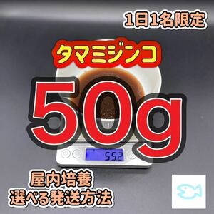 タマミジンコ 50g めだか ベタ 金魚 などの餌に 1日1名限定　高品質、最安値を心がけております