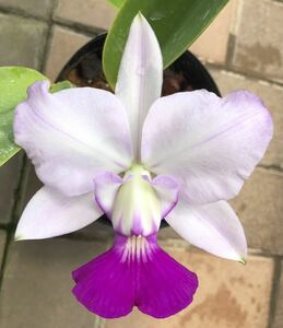 洋蘭カトレア原種 walkeriana perola 花付 1株