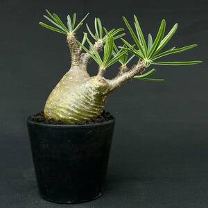 06 Pachypodium rosulatum var. gracilius / パキポディウム グラキリス (発根済) /検索用: 夏型 マカイエンセ イノピナツム パキプス 