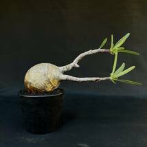 02 Pachypodium rosulatum var. gracilius / パキポディウム グラキリス (発根済) /検索用: 夏型 マカイエンセ イノピナツム パキプス _画像1