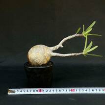 02 Pachypodium rosulatum var. gracilius / パキポディウム グラキリス (発根済) /検索用: 夏型 マカイエンセ イノピナツム パキプス _画像8