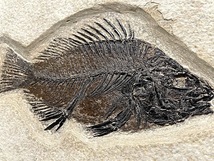 【SSSクオリティ】魚 化石 古代魚 プリスカカラ まるで絵画のよう！【コレクション大放出 3daysオークションVol.2-2】_画像3