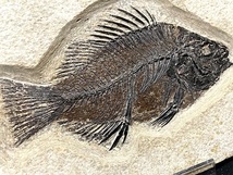 【SSSクオリティ】魚 化石 古代魚 プリスカカラ まるで絵画のよう！【コレクション大放出 3daysオークションVol.2-2】_画像1