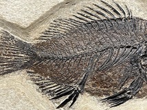 【SSSクオリティ】魚 化石 古代魚 プリスカカラ まるで絵画のよう！【コレクション大放出 3daysオークションVol.2-2】_画像6