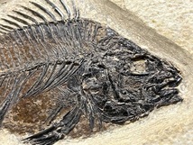 【SSSクオリティ】魚 化石 古代魚 プリスカカラ まるで絵画のよう！【コレクション大放出 3daysオークションVol.2-2】_画像4