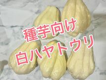 種芋向け 大きめ東京都産 白 ハヤトウリ ホワイトはやとうり 隼人瓜 農薬不使用_画像1