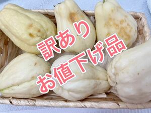 訳ありお値下げ品☆白はやとうり ホワイトハヤトウリ 農薬不使用隼人瓜 東京都産